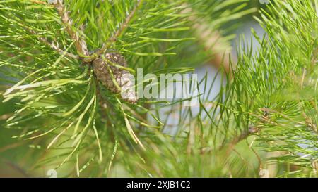 Nahaufnahme. Nadelbäume im Frühling. Kegel und junge Triebe auf den Ästen. Junge Triebe und Knospen mit Kegeln auf Fichte. Stockfoto