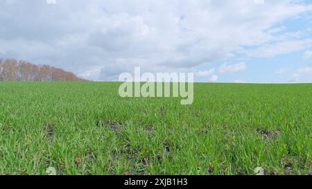 Schwenken. Grünes Feld von Winterweizen. Jungweizensprossen. Arbeitskonzept im Agrarbetrieb. Stockfoto