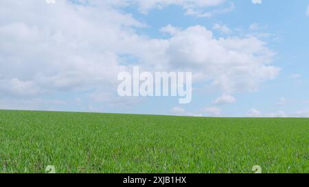 Weitsicht. Landwirtschaftliches Konzept. Anbau landwirtschaftlicher Nutzpflanzen nach dem Winter. Feld mit Jungweizen oder Gerste und Roggen. Stockfoto