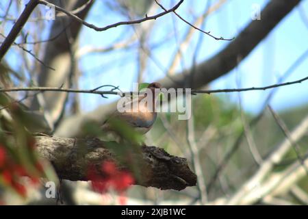 Die Lachtaube (Spilopelia senegalensis) eine kleine Taube im Garten. Selektiver Fokus auf die lachende Taube. Stockfoto
