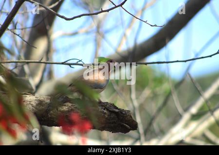 Die Lachtaube (Spilopelia senegalensis) eine kleine Taube im Garten. Selektiver Fokus auf die lachende Taube. Stockfoto