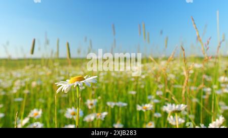 Weitsicht. Kamillenblütenwiesen am Sommertag. Wunderschönes Panorama Frühling ländliche Landschaft mit blühenden Blumen. Stockfoto