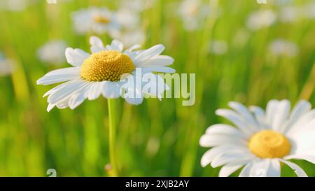 Makroansicht. Blühende Kamille auf dem grünen Feld. Blüte und Sammlung von Heilpflanzen. Stockfoto