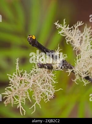 Der Bart des alten Mannes Usnea Flechten 14325 Stockfoto