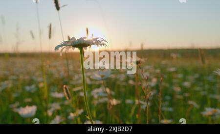 Nahaufnahme. Kamillenblütenwiesen am Sommertag. Wunderschönes Panorama Frühling ländliche Landschaft mit blühenden Blumen. Stockfoto
