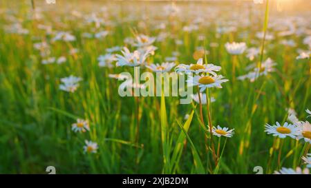 Nahaufnahme. Die Kamillenblüte ist leicht im Wind gewölbt. Warmes Tageslicht beleuchtet die Blütenblätter. Stockfoto