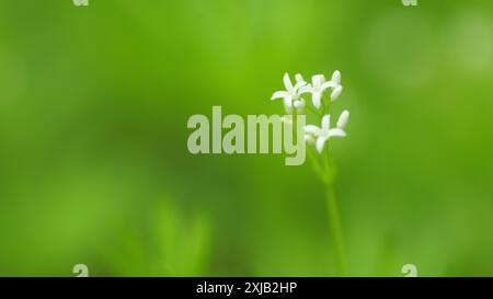Nahaufnahme. Galium odoratum Makroblume mit grünen Blättern im Hintergrund. Stockfoto
