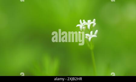 Nahaufnahme. Gewürz- und Heilpflanze, die im Wald wächst. Blüten von süßduftendem Betthrohhalm, galium odoratum Pflanzen. Stockfoto
