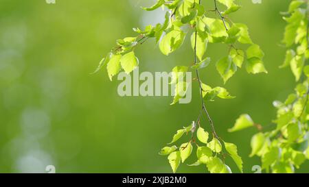 Zeitlupe. Schöne Sonne scheint durch das Wehen auf den grünen Blättern des Windbaums. Das Laub des Baumes, der bei Sonnenuntergang vom Wind gewogen wird. Stockfoto