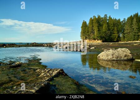 Botanical Beach Shoreline Landscape Port Renfrew. Botanical Beach Felsenschelfküste im Juan de Fuca Provincial Park in der Nähe von Port Renfrew BC. Stockfoto