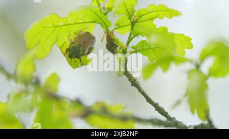 Nahaufnahme. Maybug, Scheuerkäfer sitzt auf Eichenblatt im Wald. Schädliche landwirtschaftliche beatles. Stockfoto