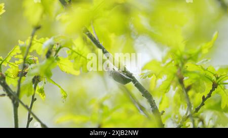 Nahaufnahme. Cockchafer paaren sich auf grünen Blättern. Scheuerschutz auf Eichenblatt. Stockfoto