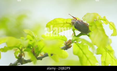 Nahaufnahme. Chafer auf Eichenblättern fressen junge Blätter. Maybug sitzt auf den Eichenblättern. Stockfoto