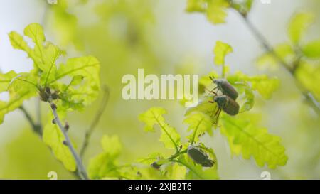 Nahaufnahme. Chafer auf Eichenblättern fressen junge Blätter. Maybug sitzt auf den Eichenblättern. Stockfoto