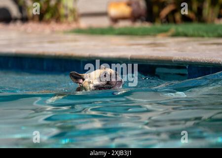 Tan French Bulldogge schwimmt über einen Pool und nur sein Kopf zeigt sich Stockfoto