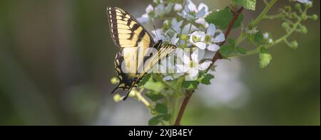 Östlicher Schwalbenschwanz-Schmetterling, der an einem blühenden brombeerstrauch Nektaring. Stockfoto