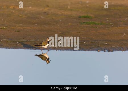 Northern Lapwing Vanellus vanellus, erwachsene weibliche Walking am Water's Edge, Minsmere RSPB Reserve, Suffolk, England, Juli Stockfoto