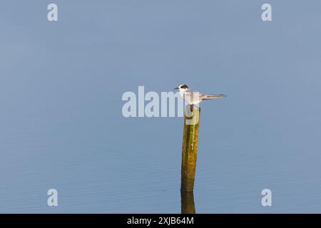 Arktische Seeschwalbe Sterna paradisaea, Jungtiere auf dem Posten, Minsmere RSPB Reserve, Suffolk, England, Juli Stockfoto