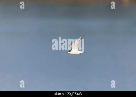 Arktische Seeschwalbe Sterna paradisaea, Jungflieger, Minsmere RSPB Reserve, Suffolk, England, Juli Stockfoto