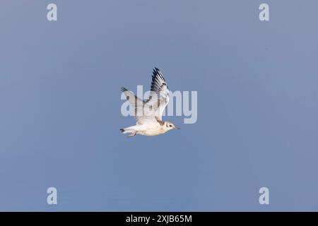 Schwarzmöwe Larus ridibundus, Jungflieger, Minsmere RSPB Reserve, Suffolk, England, Juli Stockfoto