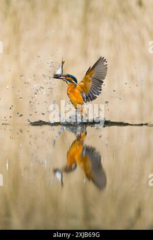 eisvogel Alcedo, Jungfrau, die vom Tauchgang mit gemeinem rudd Scardinius erythropthalamus zurückkehrt, Beute im Schnabel, Suffolk, England Stockfoto