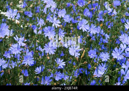 Gewöhnliche Zichorienblüten Blaues Cichorium intybus Blauweed Coffeeweed Succory Stockfoto