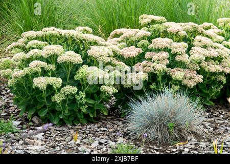 Sedum Hylotelephium spectabile „Stardust“ Festuca glauca Blauer Festsager, Molinia caerulea, Pflanzen im Garten Stockfoto