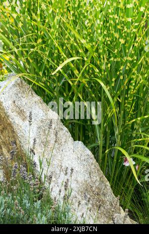 Junggras Miscanthus sinensis 'Strictus' Chinesisches Silbergras Eulalia und Stein im Garten Stockfoto