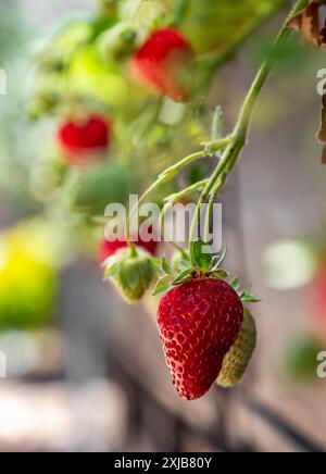 Vertikale Ansicht eines Straußes frischer roter Erdbeeren aus biologischem Anbau, die an der Pflanze hängen und bereit zur Ernte sind Stockfoto