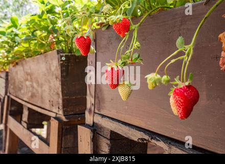 Ein Bündel frischer Bio-Erdbeeren, die von der Pflanze auf einem Pflanzgefäß aus Holz hängen und bereit zur Ernte sind Stockfoto