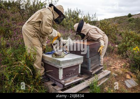 Zwei Imker in Spanien arbeiten an einem Bienenstock in Bienenzuchtanzügen und Masken und rauchen in einer natürlichen Umgebung. Guadalajara Stockfoto