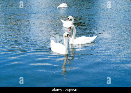 Drei Schwäne auf einem See oder Teich, Himmel im Wasser reflektiert, in einer Linie. Stockfoto