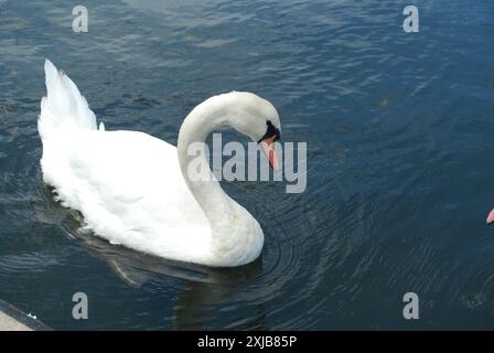 Singularschwan auf eigene Faust auf einem See oder Teich, auf dem Wasser. Blauer Himmel spiegelt sich im Wasser und kräuselt sich. Stockfoto