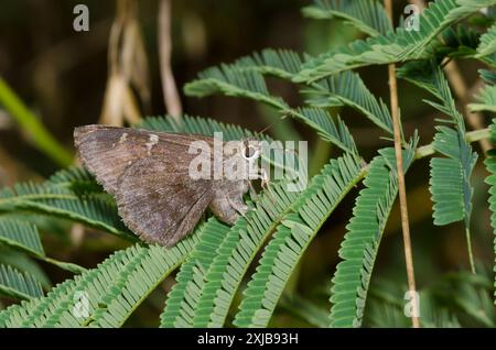 Outis Skipper, Cogia outis, weiblichen ovipositing auf Prairie Akazie, Acacia angustissima Stockfoto