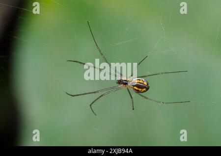 Sheetweb Spinne, Unterfamilie Linyphiinae Stockfoto