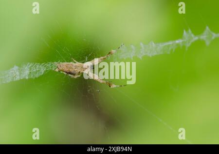 Federbeinspinne, Uloborus sp., ernährt sich von Gefangener Beute im Netz mit Stabilimentum Stockfoto