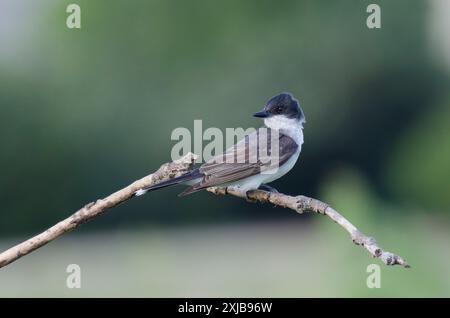 Östlicher Kingbird, Tyrannus tyrannus Stockfoto