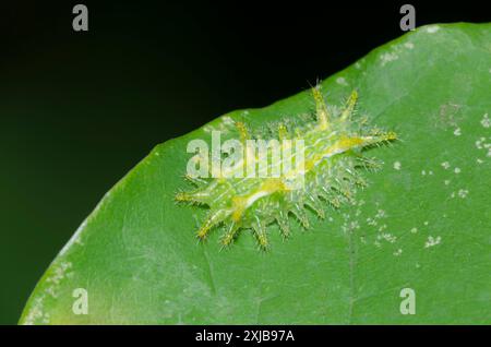 Stechrosenraupe Moth, Parasa indetermina, auf Eastern Redbud, Cercis canadensis Stockfoto