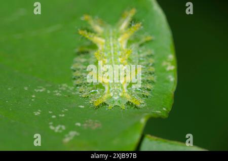 Stechrosenraupe Moth, Parasa indetermina, auf Eastern Redbud, Cercis canadensis Stockfoto