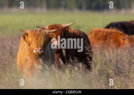 Hochlandrinder in Finnland Stockfoto