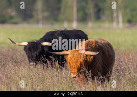 Hochlandrinder in Finnland Stockfoto