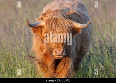 Hochlandrinder in Finnland Stockfoto