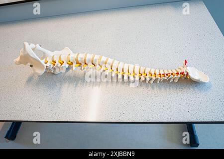 Plastisches Modell der menschlichen Wirbelsäule. Verwendet in der Biologieklasse oder in der medizinischen Ausbildung. Stockfoto