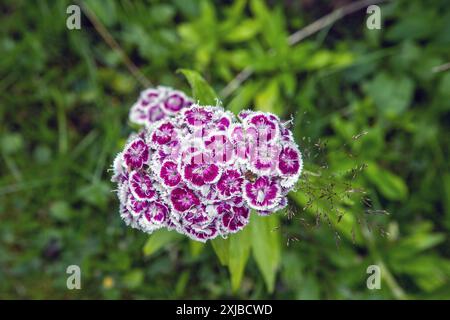 Sweet William Dianthus Barbatus Kastanienbraun und weiß Stockfoto