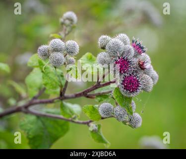 Wollklette, Arctium Tomentosum, Nahaufnahme. Nahaufnahme von Arctium tomentosum aka Wollklette, Flaumklette gehört zu einer Familie von asteraceae Stockfoto