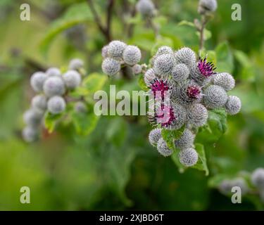 Wollklette, Arctium Tomentosum, Nahaufnahme. Nahaufnahme von Arctium tomentosum aka Wollklette, Flaumklette gehört zu einer Familie von asteraceae Stockfoto