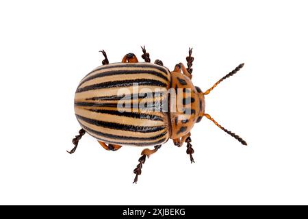 Nahaufnahme von Leptinotarsa decemlineata, colorado Kartoffelkäfer, isoliert auf weißem Hintergrund, Draufsicht Stockfoto