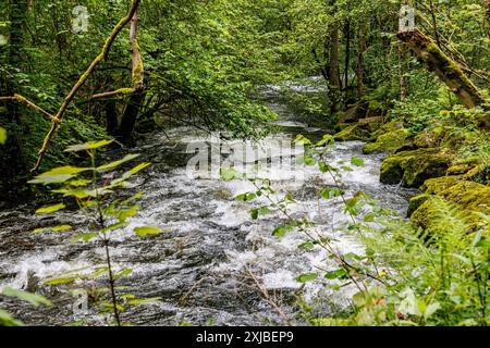 Vorderansicht des Flusses im Warche-Tal, schnell fließender Wasserstrom zwischen Steinen, umgeben von üppigen grünen Bäumen und wilder Vegetation, bewölkter Sommer Stockfoto