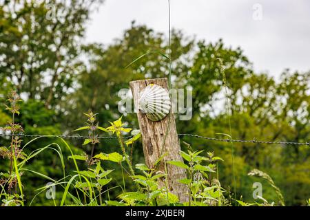 Jakobsmuschel auf einem hölzernen Pfosten, religiöse Route nach Santiago de Compostela, üppiges grünes Laub von Laubbäumen im unscharfen Hintergrund, bewölktes da Stockfoto