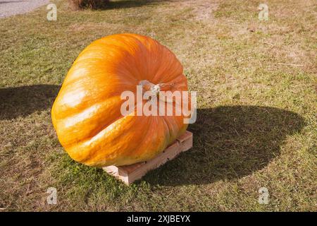 Riesiger Orangenkürbis auf Holzpalette im Freien auf einem sonnigen Feld. Stockfoto